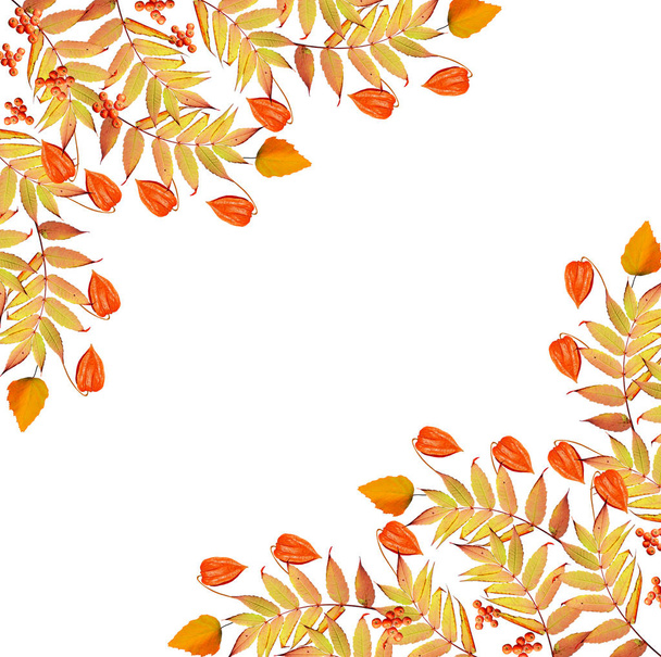 folhas de outono isolado no fundo branco.  - Foto, Imagem