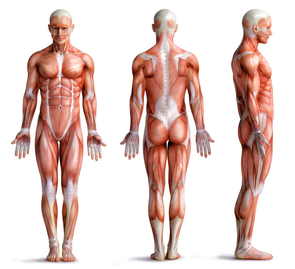 muscle anatomie homme isolé sur blanc
 - Photo, image