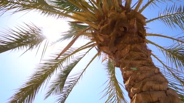 Palm trees in tropical country - Footage, Video