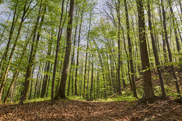 Forest of beech trees - Foto, imagen