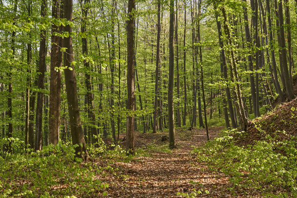 venkovská cesta v lese - Fotografie, Obrázek