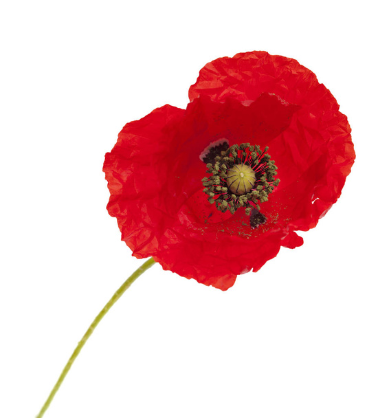bright red poppy isolated on white - Photo, Image