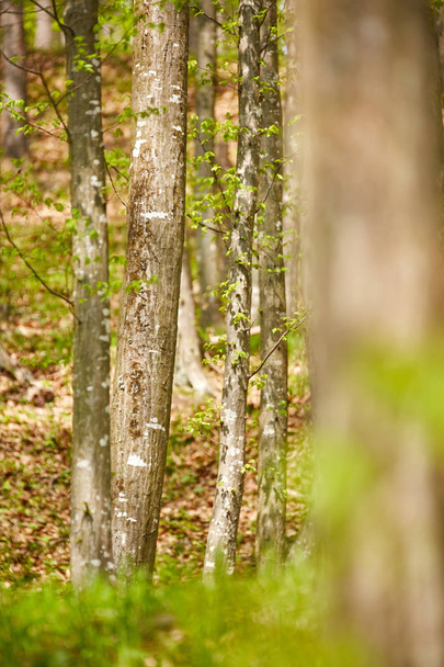 Forest of beech trees - Фото, зображення