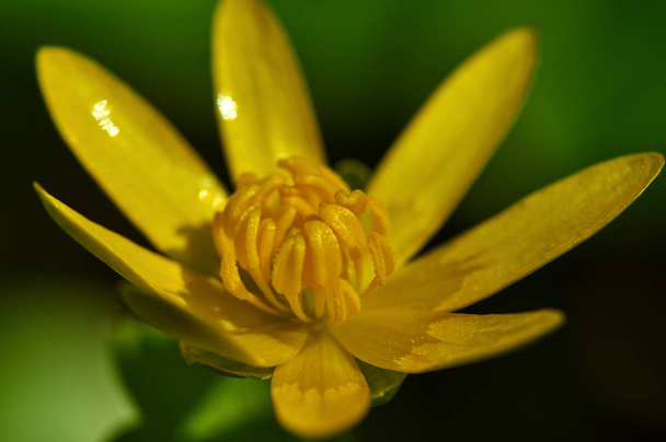Closeup of celandine flower - Foto, Imagen
