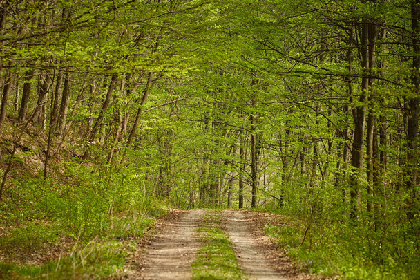 Rural road in the forest - Fotografie, Obrázek