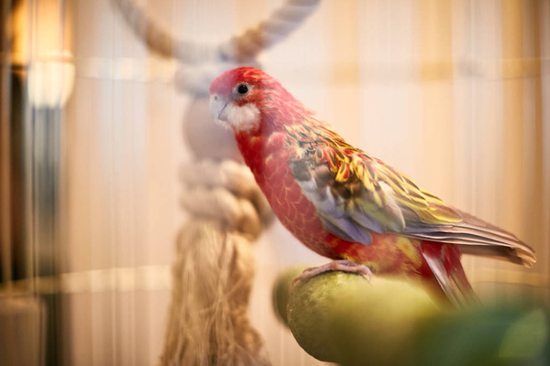 Ρόδινη Lovebird μπροστά σε ένα κλουβί, κοιτάζοντας προς τα κάτω - Φωτογραφία, εικόνα