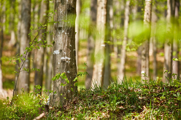 Forest of beech trees - Foto, Bild