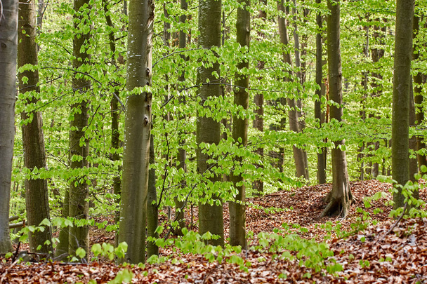 Forest of beech trees - Foto, Imagem