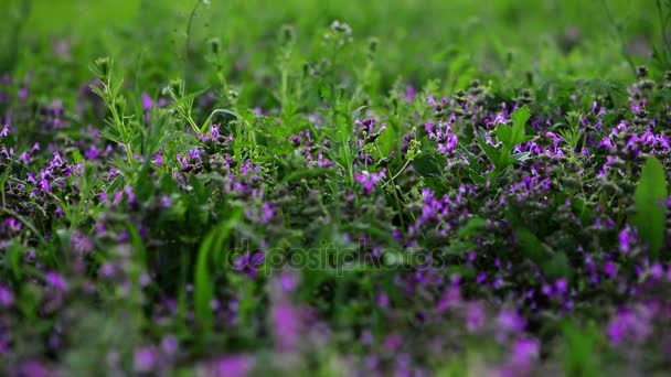 Prunella vulgaris virágok a tavaszi rét - Felvétel, videó