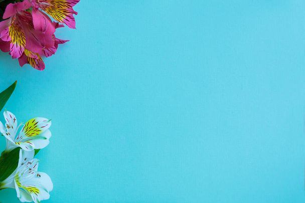 Sommer und Frühling Hintergrund. lila und weiße Alstroemeria-Blüten auf blauem Hintergrund. Freiraum - Foto, Bild