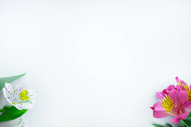 Fondo de verano y primavera. Flores de alstroemeria púrpura y blanca sobre fondo blanco. Espacio libre
 - Foto, imagen