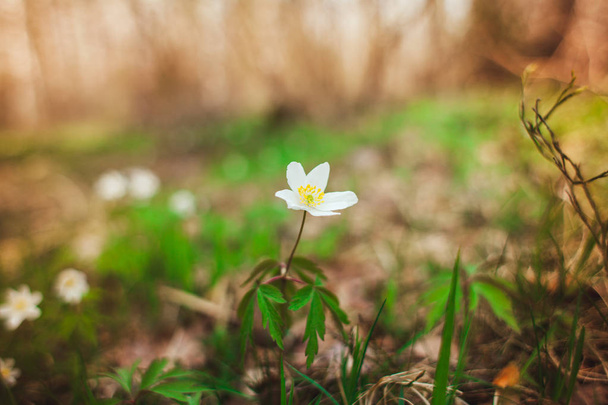Перші весняні квіти - проліски в лісі. Фото крупним планом білого снігу
 - Фото, зображення
