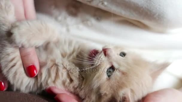 Маленький пушистый красный котенок лежит в руках хозяйки с красными ногтями и играет, кусая ее и царапая
 - Кадры, видео