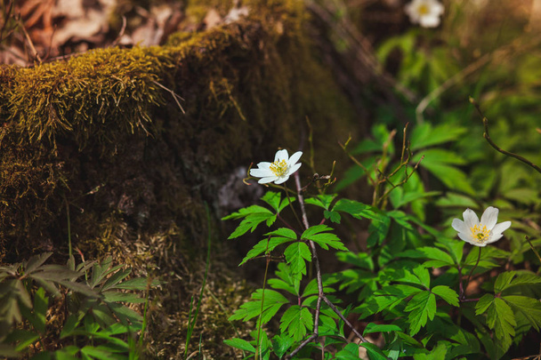 Az első tavaszi virágok a hóvirág az erdőben. A részlete a következő csonkot fa fehér hóvirág fénykép - Fotó, kép