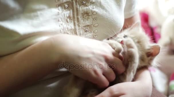 Μικρά κόκκινα αφράτο γατάκι βρίσκεται στα χέρια της η κυρία με τα κόκκινα νύχια και παίζεται από δαγκώνει και το ξύσιμο - Πλάνα, βίντεο