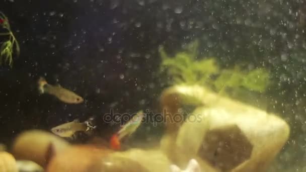 Inicio acuario en el que viven pequeños peces decorativos
 - Imágenes, Vídeo