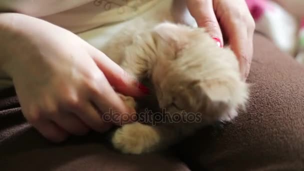 Malé nadýchané červené koťátko leží v rukou paní s červenými nehty a hraje ji kousání a škrábání - Záběry, video