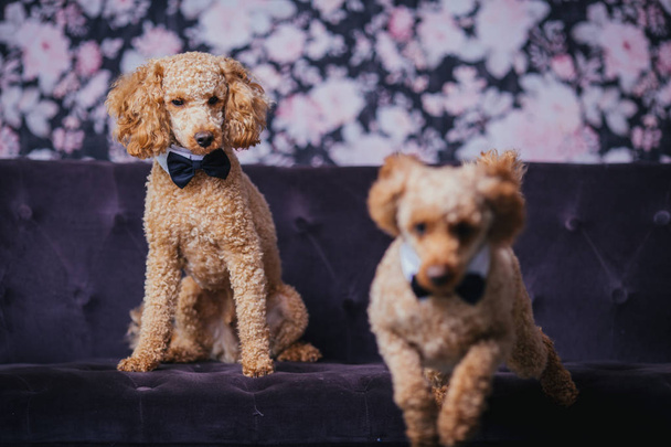 two brothers poodle together - Фото, зображення