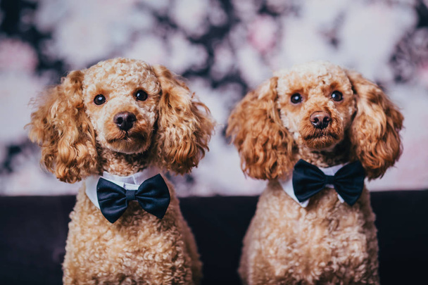 two brothers poodle together - Foto, afbeelding