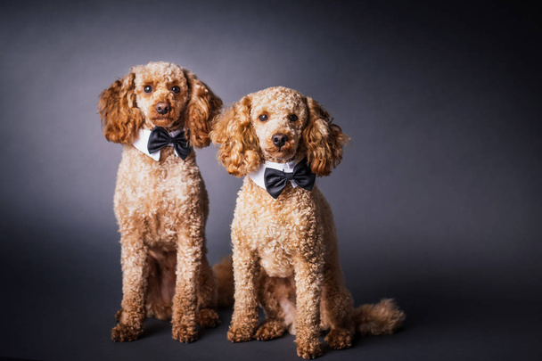 two brothers poodle together - Фото, изображение