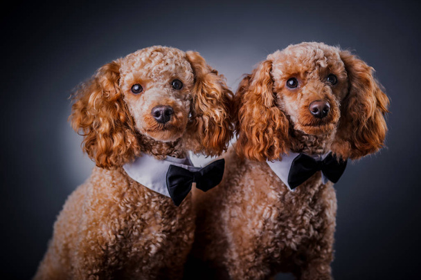 two brothers poodle together - Fotografie, Obrázek