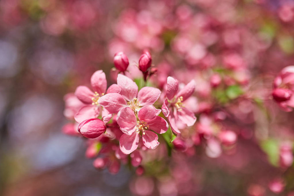 O belo ramo florescente
 - Foto, Imagem