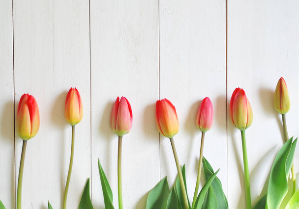  Piros tulipán a háttérben - Fotó, kép