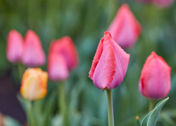Zbliżenie kwiatów tulipanów w - Zdjęcie, obraz