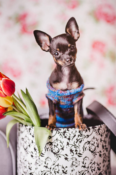 little chihuahua puppy dog - Foto, afbeelding