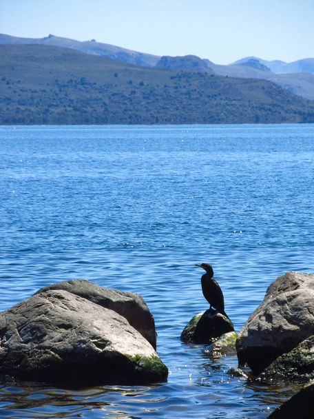 Bird at Nahuel Huapi lake - Valokuva, kuva