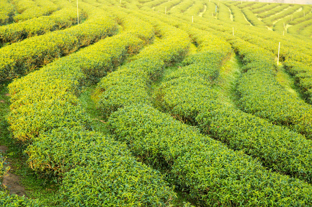 The Tea plantation - 写真・画像