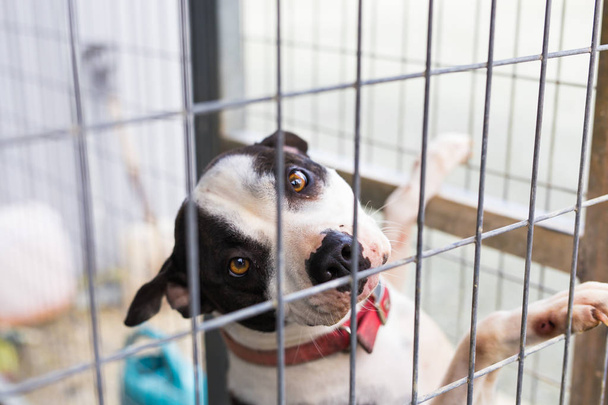 Primo piano di cane bulldog in una gabbia
. - Foto, immagini