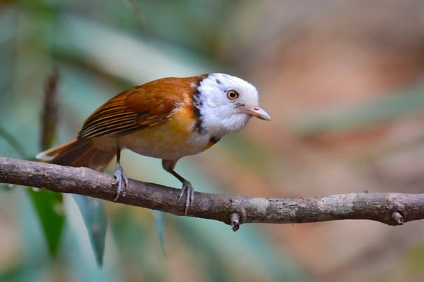 Collared Babbler Bird - Photo, Image