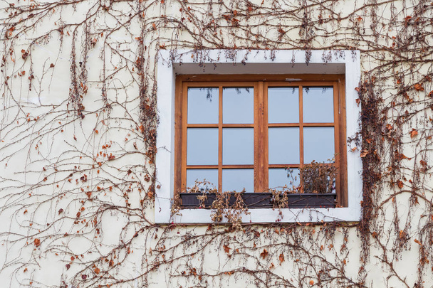 Velha janela cercada por plantas rastejantes hera
 - Foto, Imagem