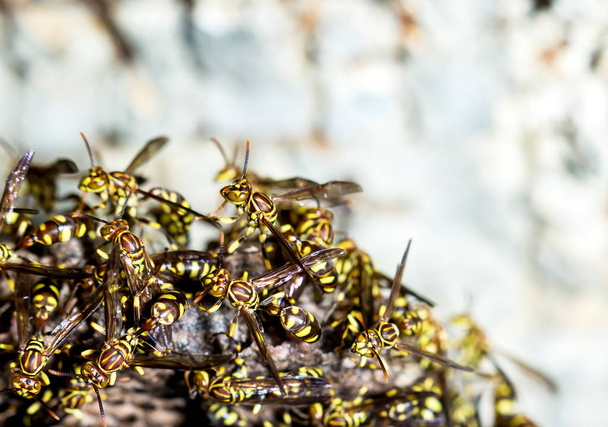 黄色いハチの成虫 - 写真・画像