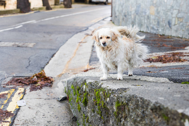 Retrato de un perro triste sin hogar
 - Foto, imagen