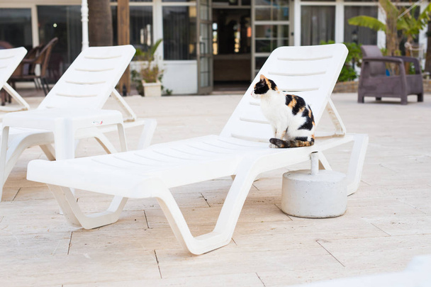 Cute cat sitting on white chair near pool, sunny - Фото, изображение
