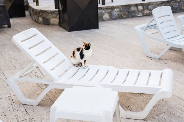 Şirin kedi yakın havuzu, güneşli beyaz sandalyede oturan - Fotoğraf, Görsel