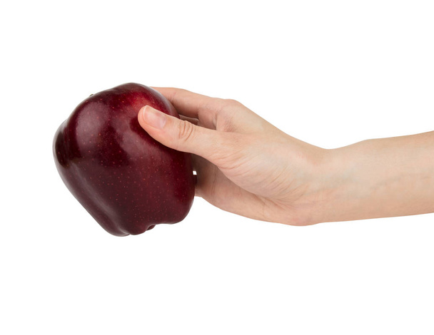 Female hand conveys burgundy red apple isolated on white background. - Фото, зображення