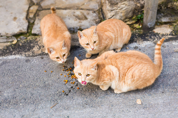 Gatti di strada che mangiano cibo - Concetto di animali senzatetto
 - Foto, immagini