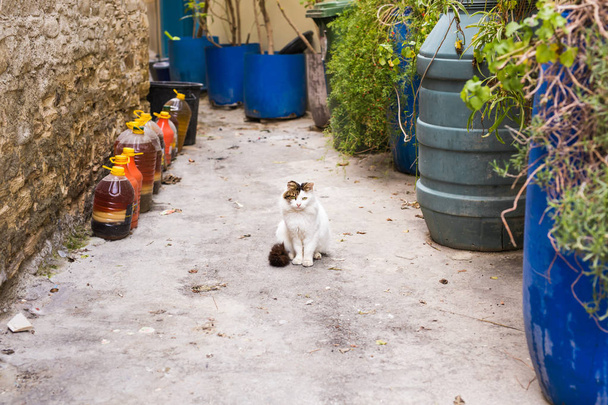 Concept of homeless animals - Stray cute cat on the street - Photo, Image