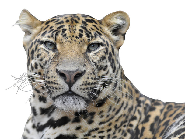 Leopard elszigetelt portréja - Fotó, kép