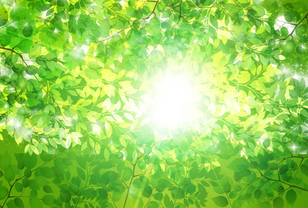 hojas verdes frescas fondo de primavera - Vector, imagen