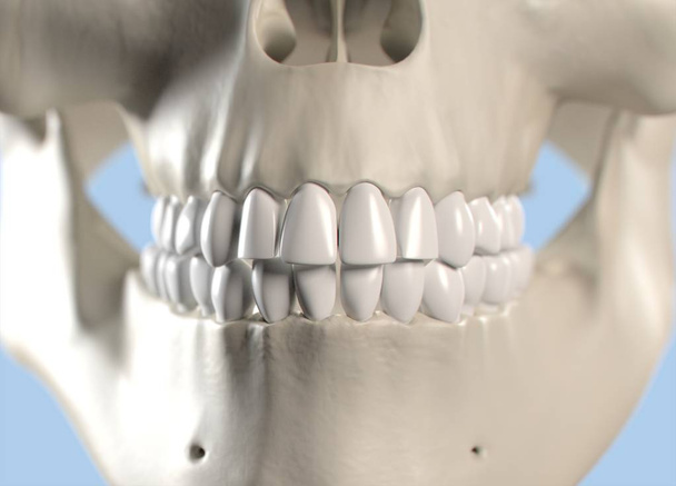 menselijk tanden anatomie model - Foto, afbeelding