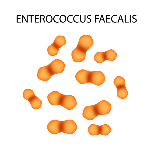 Enterococcus faecalis. Παθογόνων χλωρίδα. Το βακτήριο προκαλεί εντερικές ασθένειες. Τα γραφήματα. Εικονογράφηση διάνυσμα. - Διάνυσμα, εικόνα