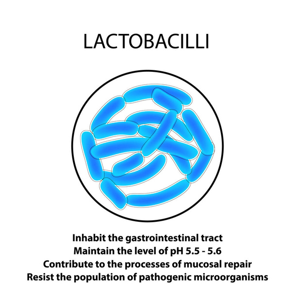 Struktura a funkce Lactobacillus. Infografika. Vektorové ilustrace v izolovaných pozadí. - Vektor, obrázek