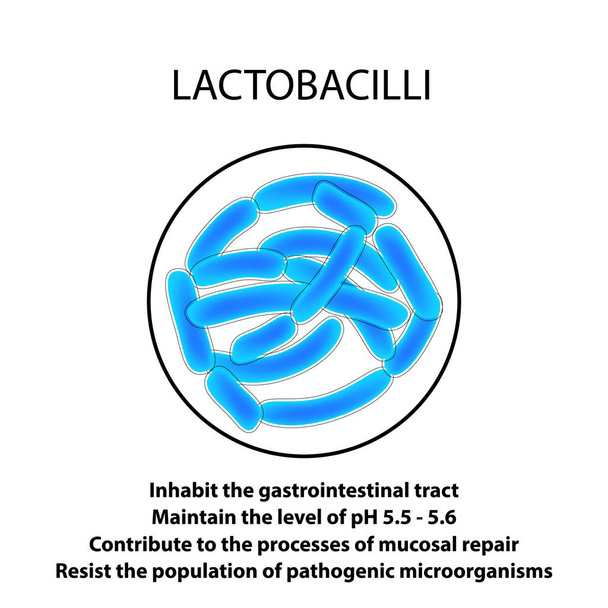 Estructura y función del Lactobacilo. Infografías. Ilustración vectorial sobre fondo aislado
. - Vector, imagen