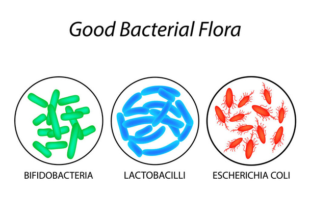 Dobry flory bakteryjnej. Lactobacillus, bifidobakterii, Escherichia coli. Infografiki. Ilustracja wektorowa. - Wektor, obraz