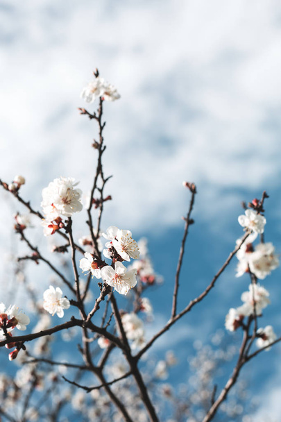 Blossoming of cherry flowers in spring time against blue sky, na - Photo, Image