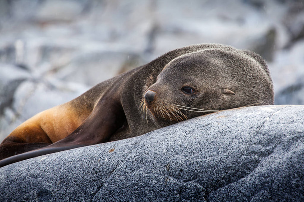 Cute sea lion relaxing on a rock in Antarctica - Photo, Image